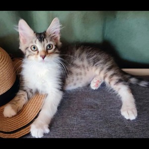 Adopter PACO