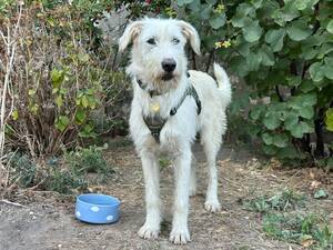 Adopter Perla