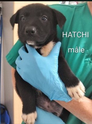 Adopter Hatchi