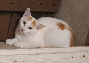 Adopter Bostock