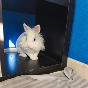 Adopter Vermeer