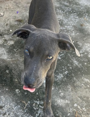 Adopter SNOOPIE