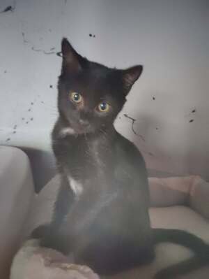 Adopter Bagheera