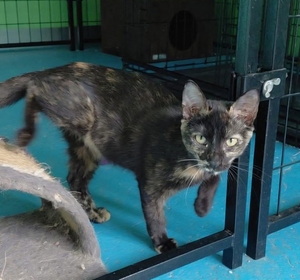 Adopter Hira 