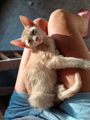 Adopter Orphée