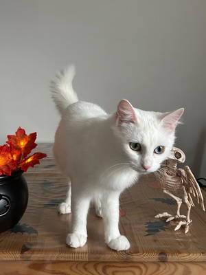 Adopter Kira