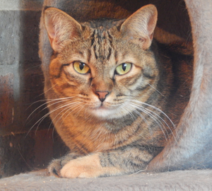 Adopter Isis