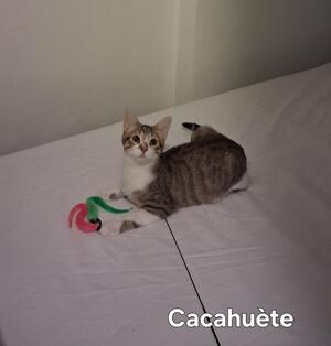 Adopter Cacahuète