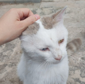 Adopter Tok