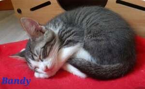 Adopter Bandy