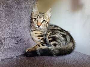 Adopter Hermes