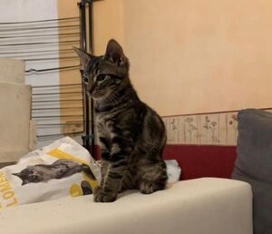Adopter Etha