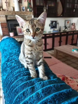 Adopter Baila