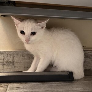 Adopter SNOW