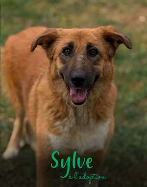 Adopter Sylve