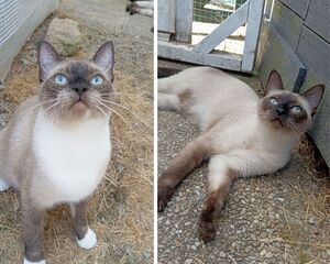Adopter MIA & BELLA
