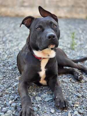 Adopter Daffy