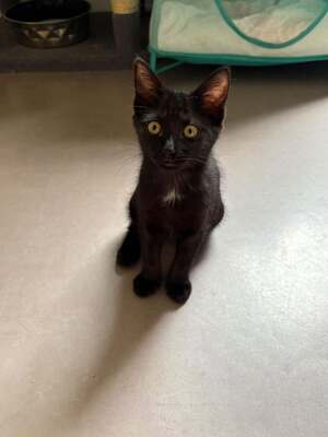 Adopter Baloo