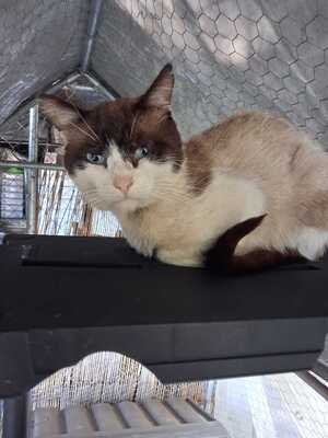 Adopter Zorro