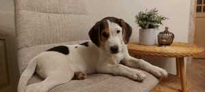Adopter Baki
