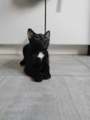 Adopter SKY