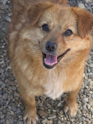 Adopter Muffin