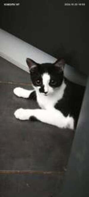 Adopter Onyx