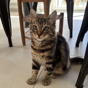 Adopter Loustic