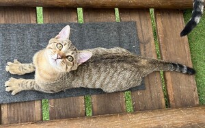 Adopter BENJI
