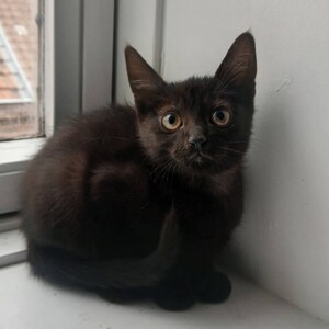 Adopter Vio