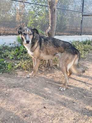 Adopter Ligero