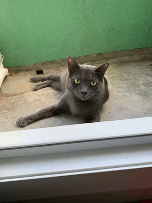 Adopter Beethoven