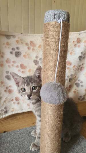 Adopter grison