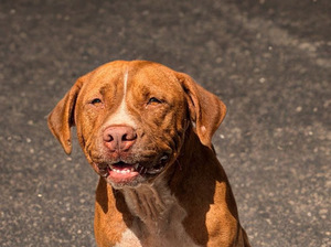 Adopter Starlett