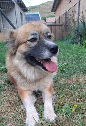 Adopter Summer