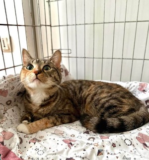 Adopter Bijou