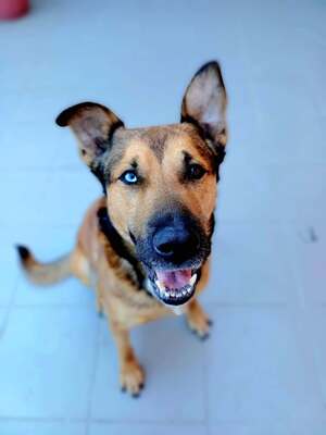 Adopter Saïko 