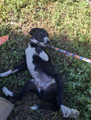 Adopter Iago