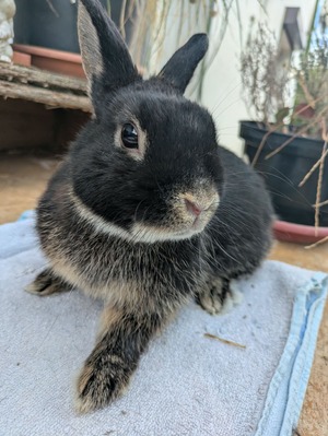 Adopter Nox