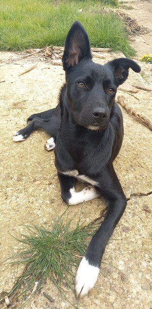 Adopter FREYA