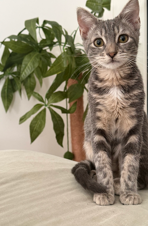 Adopter Mononoke petite de iska