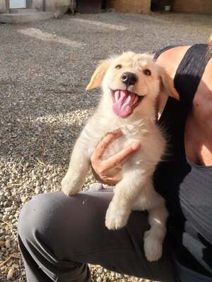 Adopter Sugar