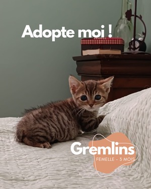 Adopter Gremlins