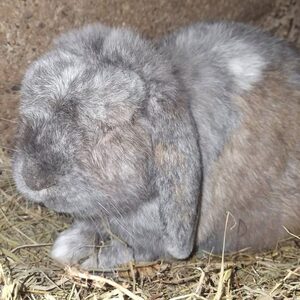 Adopter Mouchka