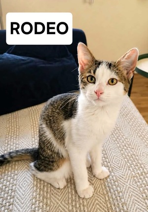 Adopter RODÉO 