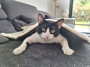Adopter Oréo