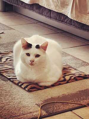 Adopter Mimi