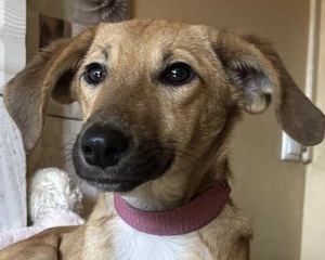Adopter Savannah