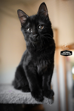 Adopter TAO