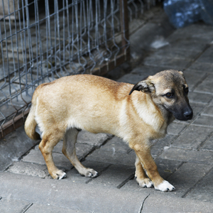 Adopter Madox